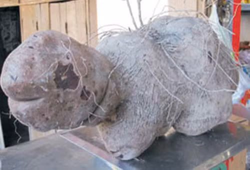 tron mat voi nhung cu qua co hinh dang ky di khong the tin noi - 13