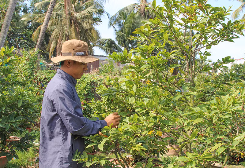 Anh Huỳnh Lê Tấn Triều đang bận rộn chăm sóc vườn mai để kịp ra hoa tết