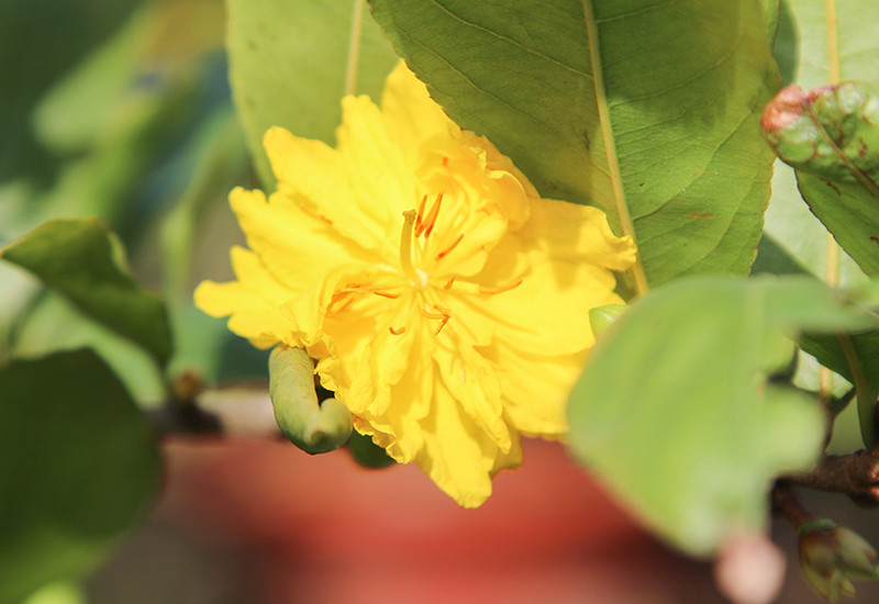 Còn có cả những loại hoa mai đột biến "150" cánh, rất độc lạ