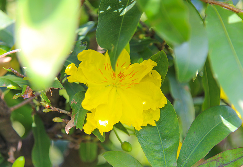 Ngoài hoa mai truyền thống, còn có các giống hoa mai đại, cho bông to, cánh đẹp