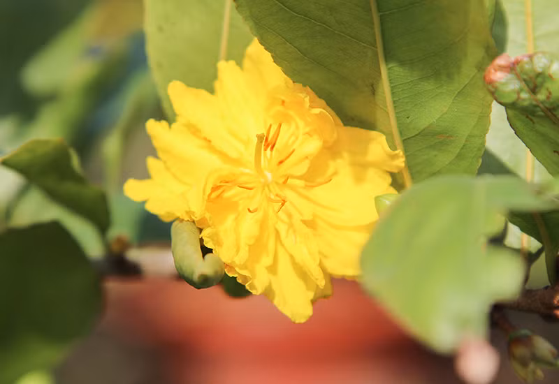 Còn có cả những loại hoa mai đột biến "150" cánh, rất độc lạ