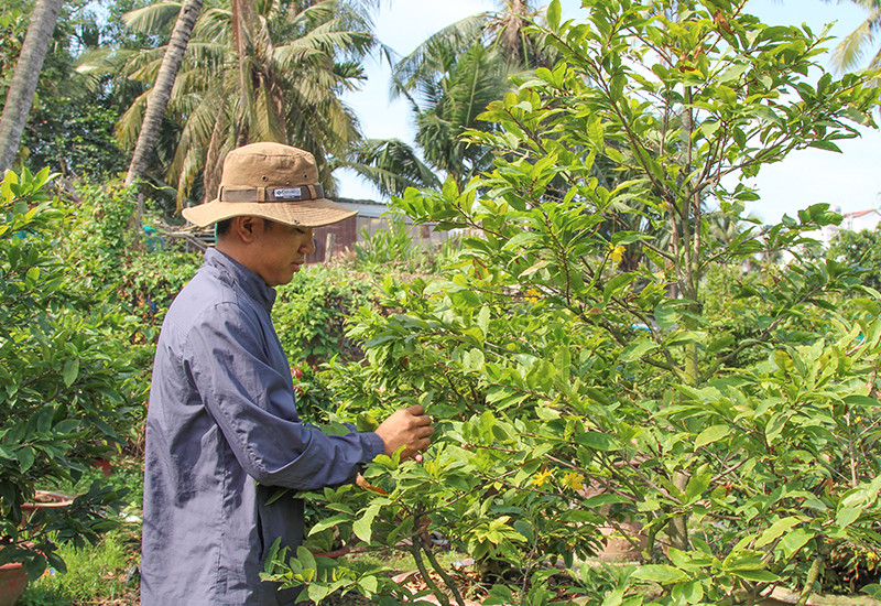 Anh Huỳnh Lê Tấn Triều đang bận rộn chăm sóc vườn mai để kịp ra hoa tết