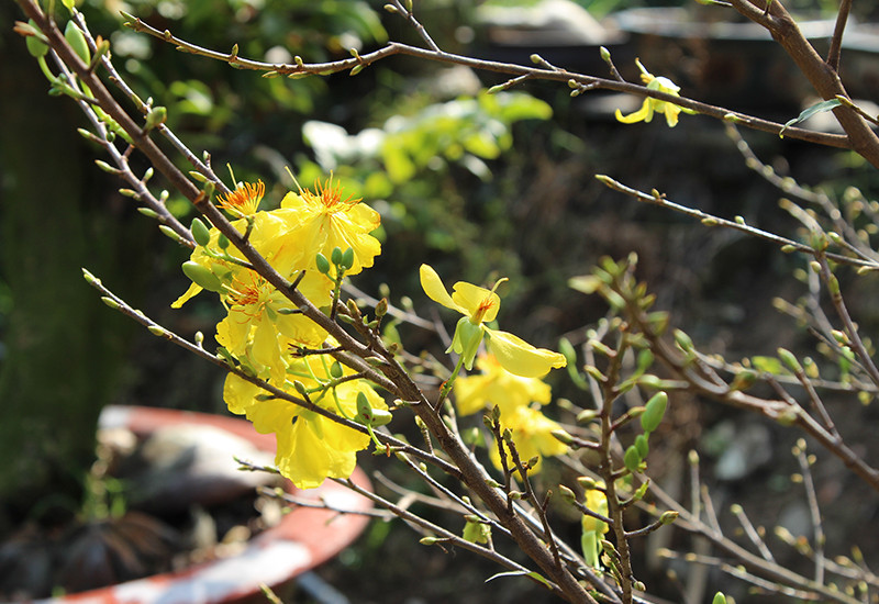 Nhiều khách hàng do nhu cầu, đã đặt hoa nở sớm hơn tết, làm cho các nhà vườn trở nên rực rỡ giữa màu vàng óng ả của những cánh hoa mai nở sớm.