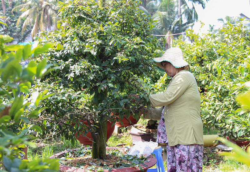 Vặt lá dựa theo thời tiết và nắng để hoa ra đúng ngày