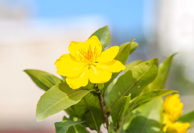 Làng mai hối hả ngày giáp Tết