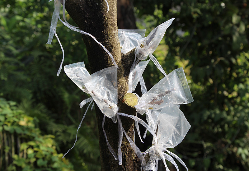 Việc ghép hoa mai tạo ra nhiều giống hoa lạ, đẹp được khách hàng rất ưa chuộng