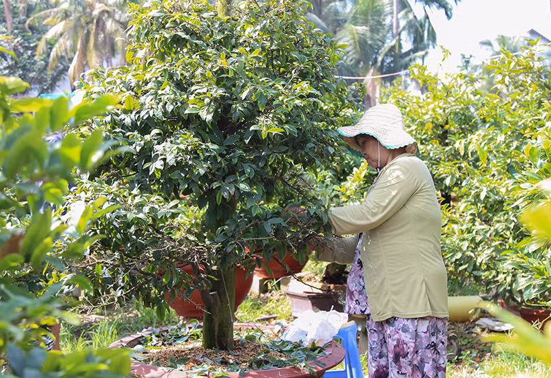 Vặt lá dựa theo thời tiết và nắng để hoa ra đúng ngày