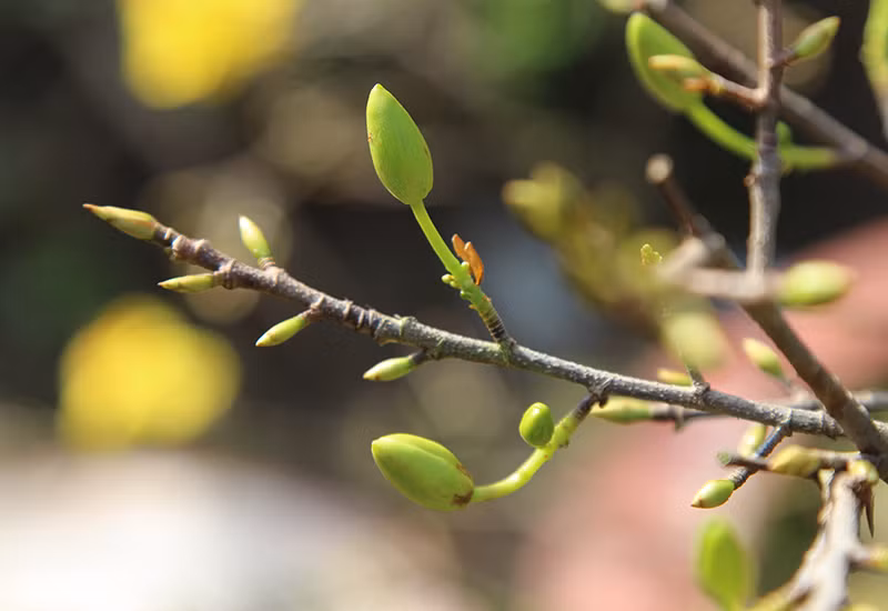 Nụ hoa đang tróc vỏ trấu, chuẩn bị đến giai đoạn nở