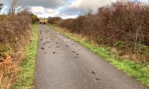 Cảnh sát cho rằng việc hàng trăm con chim sáo đá chết hàng loạt là điều bí ẩn. Ảnh: PA