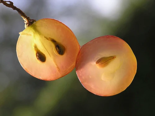 Hạt nho có tác dụng chống ung thư