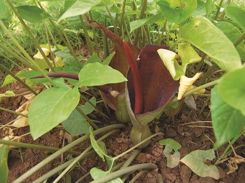 ban-ha-vi-thuoc-tri-ho-1