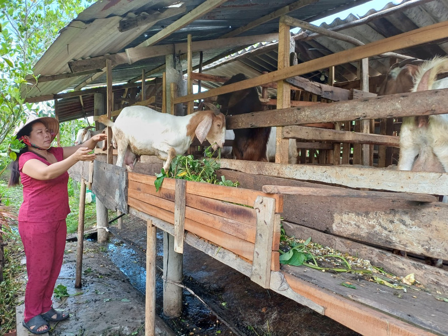 Thoát nghèo nhờ mô hình chăn nuôi dê.
