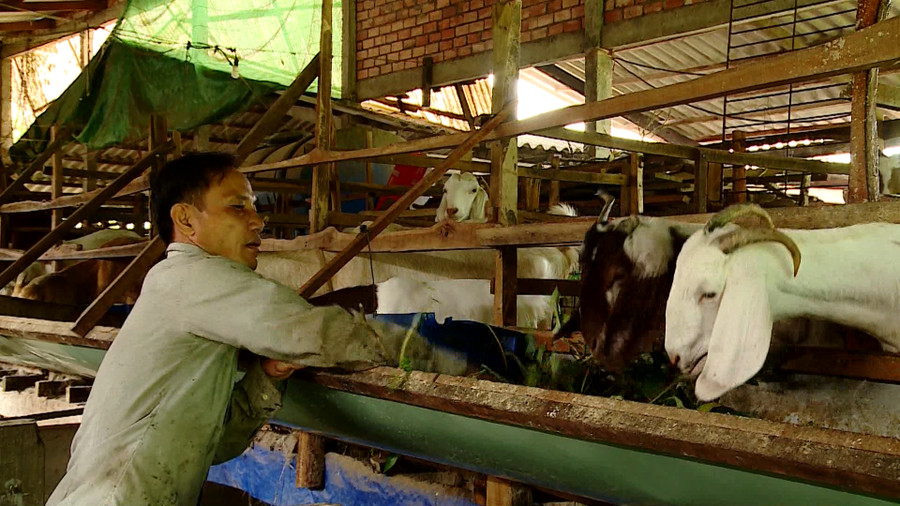 Ông Phan Thanh Trung thành công với mô hình nuôi dê.