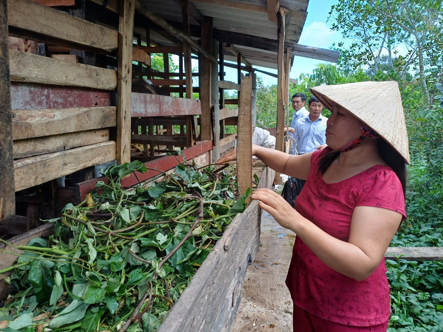 Thoát nghèo nhờ mô hình nuôi dê.