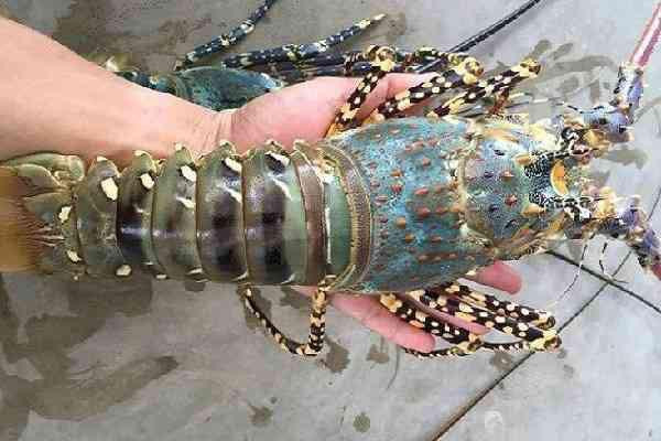 Bí quyết chọn tôm tươi ngon “bách phát bách trúng” mùa đi biển ảnh 3 bi quyet chon tom tuoi ngon “bach phat bach trung” mua di bien - 4