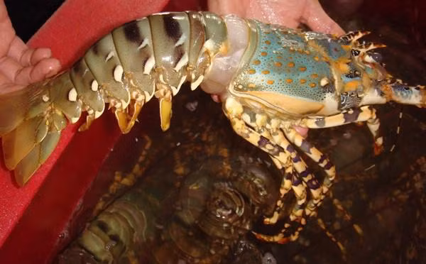 bi quyet chon tom tuoi ngon “bach phat bach trung” mua di bien - 3