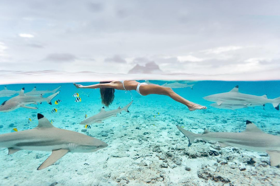 Người đẹp bikini bơi trong vùng nước đầy cá mập hình ảnh 2 nguoi dep bikini boi trong vung nuoc day ca map hinh anh 2