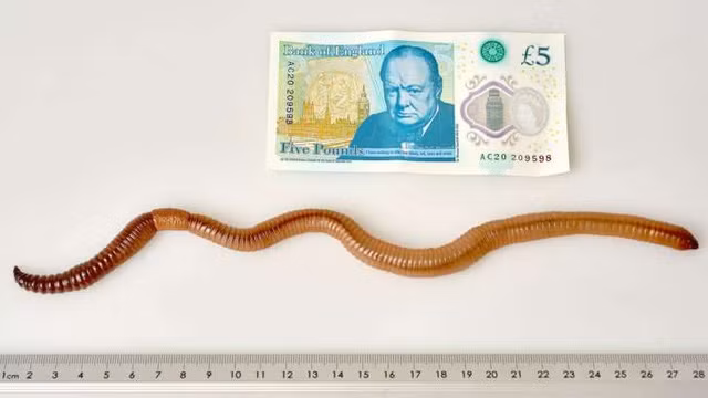 Giun “khổng lồ” xuất hiện ở Anh ảnh 1