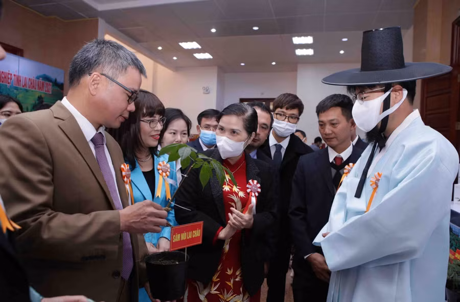 Đại biểu trao đổi về sản phẩm Sâm Lai Châu