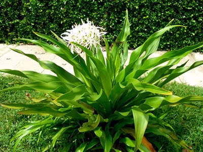 Cây lá náng dùng để đắp ngoài, có tác dụng chữa bong gân rất hiệu quả.