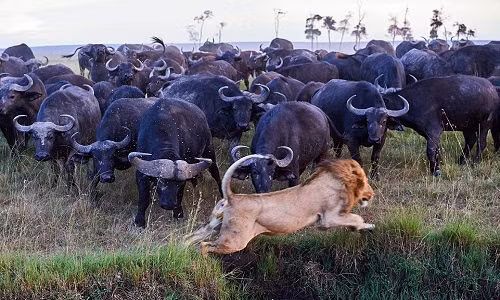 Đàn trâu rừng với số lượng áp đảo bao vây sư tử. Ảnh:Eric Baccega.