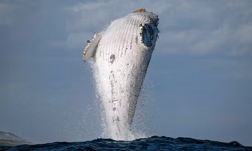 Cá voi lưng gù 20 tấn phi thân dựng đứng trên mặt biển