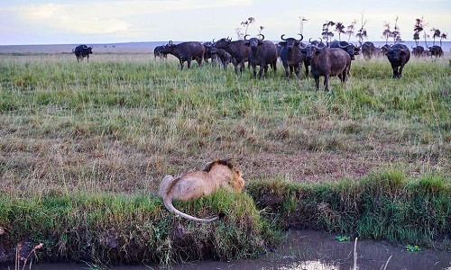 Sư tử nằm rạp xuống đất khi thấy đàn trâu tới gần. Sư tử nằm rạp xuống đất khi thấy đàn trâu tới gần. Ảnh:Eric Baccega.