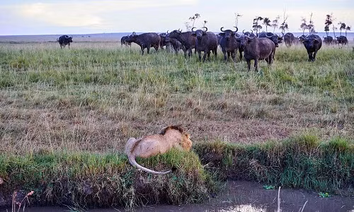 Sư tử nằm rạp xuống đất khi thấy đàn trâu tới gần. Ảnh:Eric Baccega.