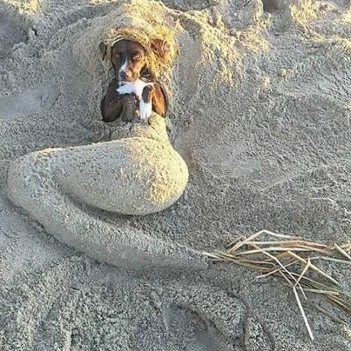 Nàng tiên cá phiên bản cún cưng. Nàng tiên cá phiên bản cún cưng.