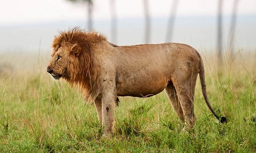 Sư tử may mắn trốn thoát khỏi cuộc trả thù của đàn trâu. Sư tử may mắn trốn thoát khỏi cuộc trả thù của đàn trâu. Ảnh:Eric Baccega.