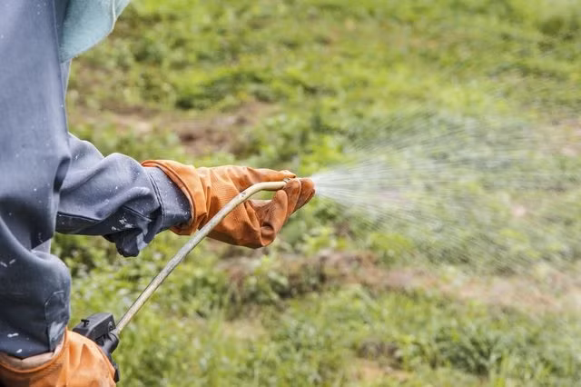 Người đàn ông loét hết miệng lưỡi khi phun thuốc diệt cỏ