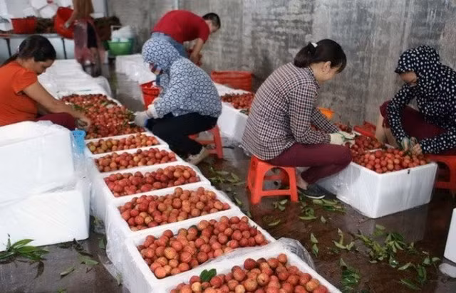 Vải thiều Lục Ngạn: Được mùa, được cả giá