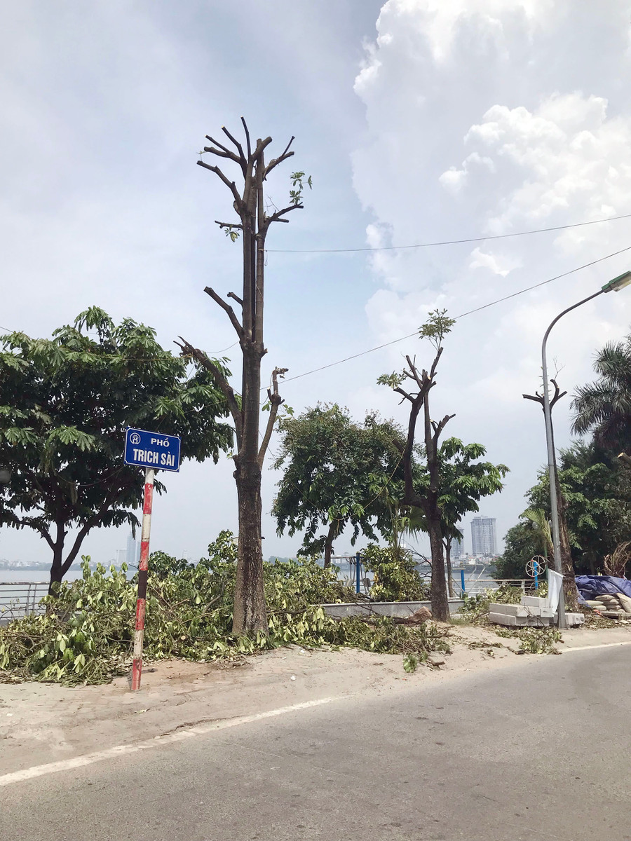 Việc cắt tỉa, đánh gốc, di chuyển và trồng cây toàn bộ 96 cây ở vị trí mới dự kiến hoàn thành trong tháng 8/2019