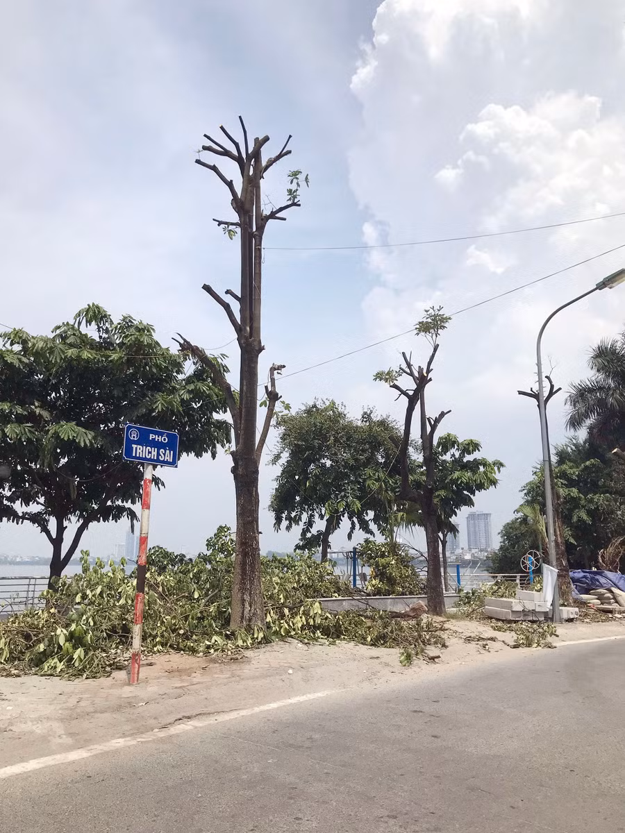 Việc cắt tỉa, đánh gốc, di chuyển và trồng cây toàn bộ 96 cây ở vị trí mới dự kiến hoàn thành trong tháng 8/2019