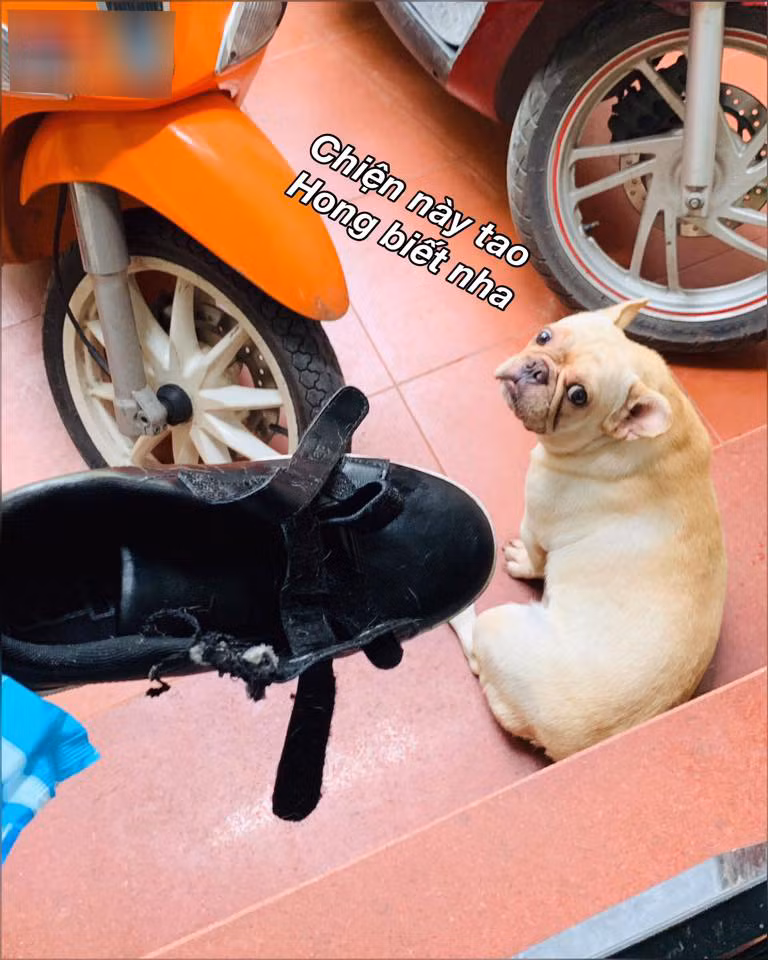  Chân dung "thủ phạm" cắn xé món quà của chàng trai.