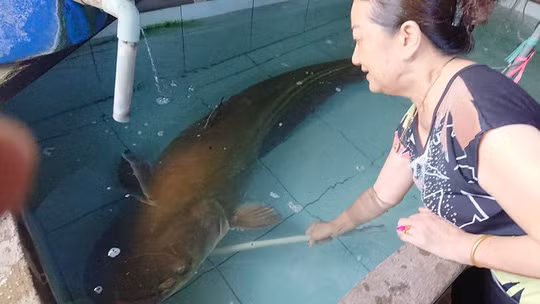 Vật lộn nhiều giờ mới đưa được con cá leo 80kg lên bờ - Ảnh 2.