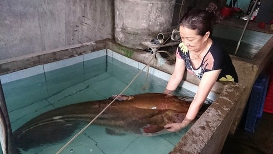 Con cá leo nặng 80kg.