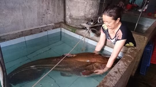 Con cá leo nặng 80kg.