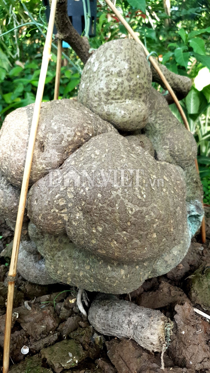 Cần Thơ: Củ bình vôi nặng trên 40kg, trả 15 triệu chủ vẫn lắc đầu hình ảnh 2 can tho: cu binh voi nang tren 40kg, tra 15 trieu chu van lac dau hinh anh 2