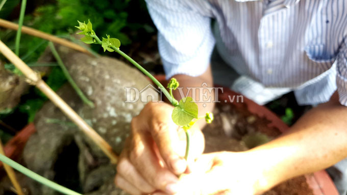Cần Thơ: Củ bình vôi nặng trên 40kg, trả 15 triệu chủ vẫn lắc đầu hình ảnh 3 can tho: cu binh voi nang tren 40kg, tra 15 trieu chu van lac dau hinh anh 3