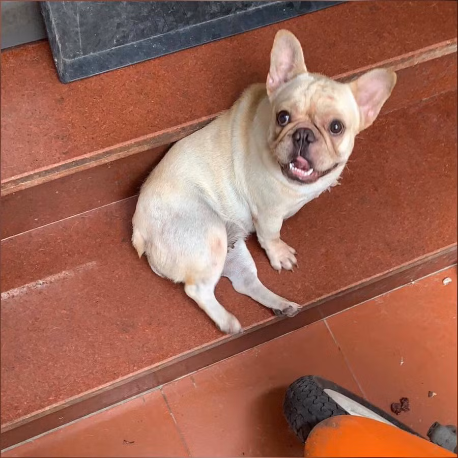  Dân mạng cho rằng, nam thanh niên nên trách mình thay vì đổ lỗi cho chú&nbsp;chó.