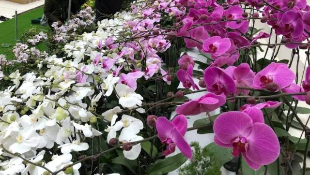 Khởi nghiệp từ vườn lan 20m2 rồi trở thành ông chủ ảnh 1