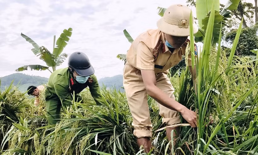 Lực lượng công an tại huyện Hương Sơn lội nước bó lúa giúp dân.