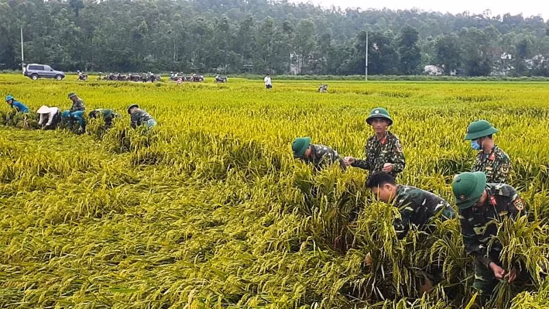 Huyện Can Lộc huyên động hàng trăm lực lượng quân sự giúp dẫn bó lúa.