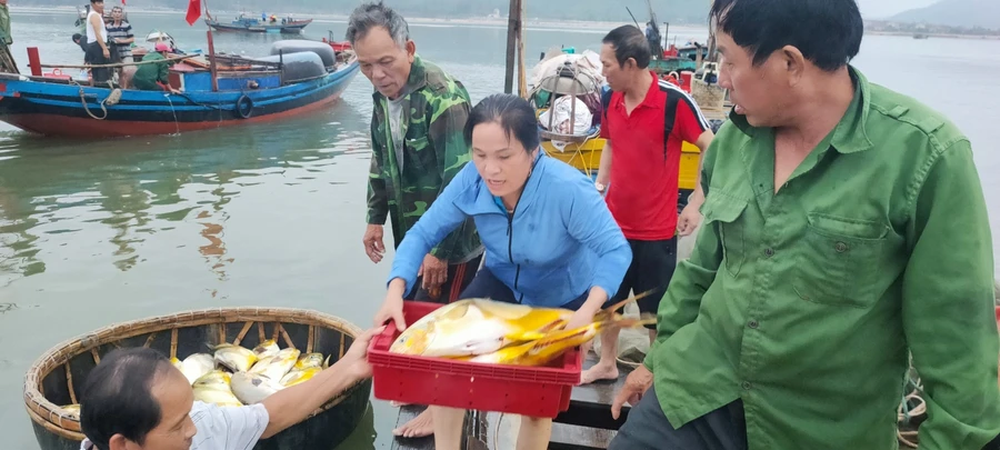 Ngư dân vui mừng trúng đậm cá vàng dương.