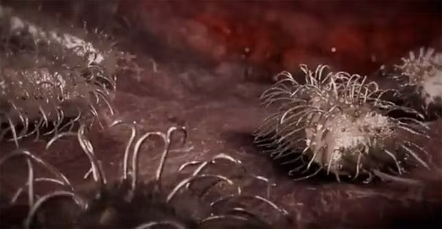 Xuất hiện thêm người tử vong do vi khuẩn ăn thịt người sau khi ăn hàu sống: Đây là những gì bạn cần biết! - Hình 2