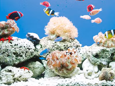 Để cá cảnh không chết ảnh 1