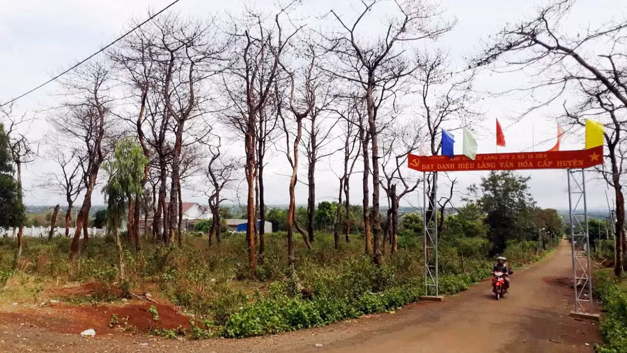 Khu vực rừng thông tại tiểu khu 309 đang có nguy cơ bị “bức tử” Khu vực rừng thông tại tiểu khu 309 đang có nguy cơ bị “bức tử”