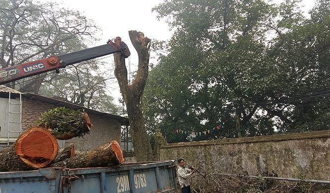 Vì sao lô gỗ sưa "trăm tỷ" ở Hà Nội chưa bán đấu giá?
