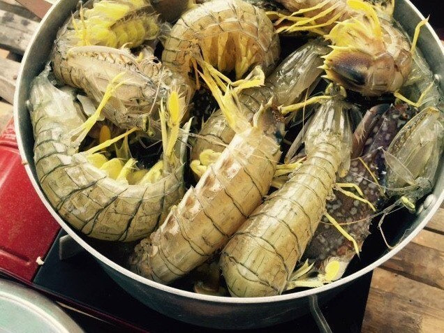 Kỳ lạ cây  Kỳ lạ cây